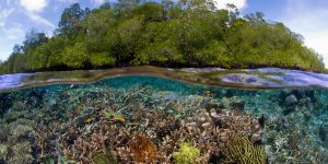West Papua trở thành tỉnh đầu tiên ở Indonesia đi đầu về bảo tồn tự nhiên
