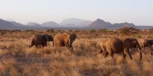 ECOXURY: Tiffany & Co. – Ai sẽ cứu loài voi đang bên bờ vực tuyệt chủng?