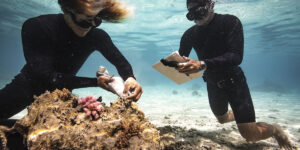 Coral Gardeners – Đối tác Chương trình Hành Tinh Vĩnh Cửu của Rolex