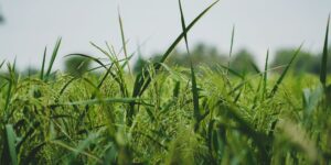 Cốm non – hương sữa đất trời mùa thu