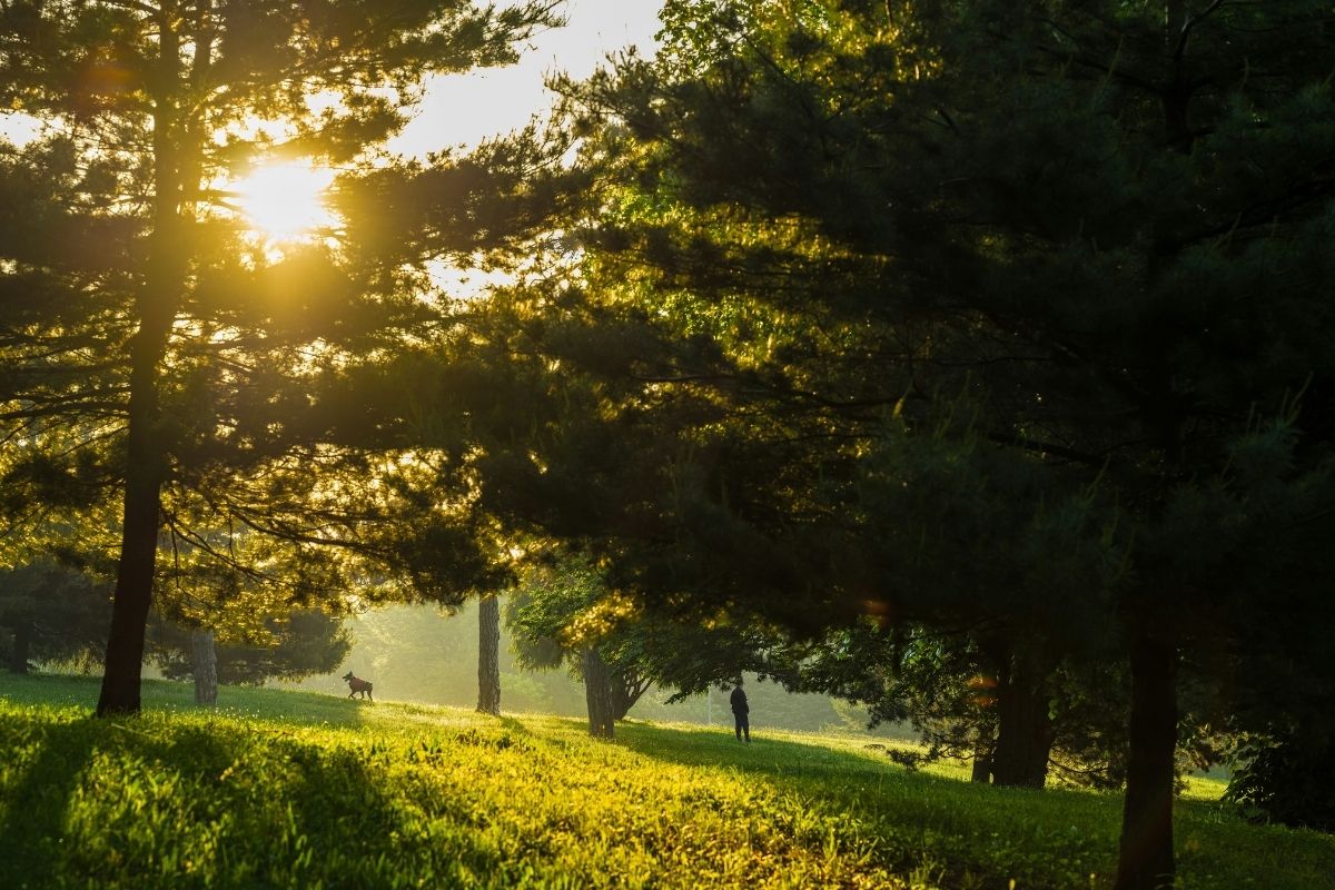 không gian sống xanh - thiên nhiên - lọc không khí - tắm rừng - luxuo