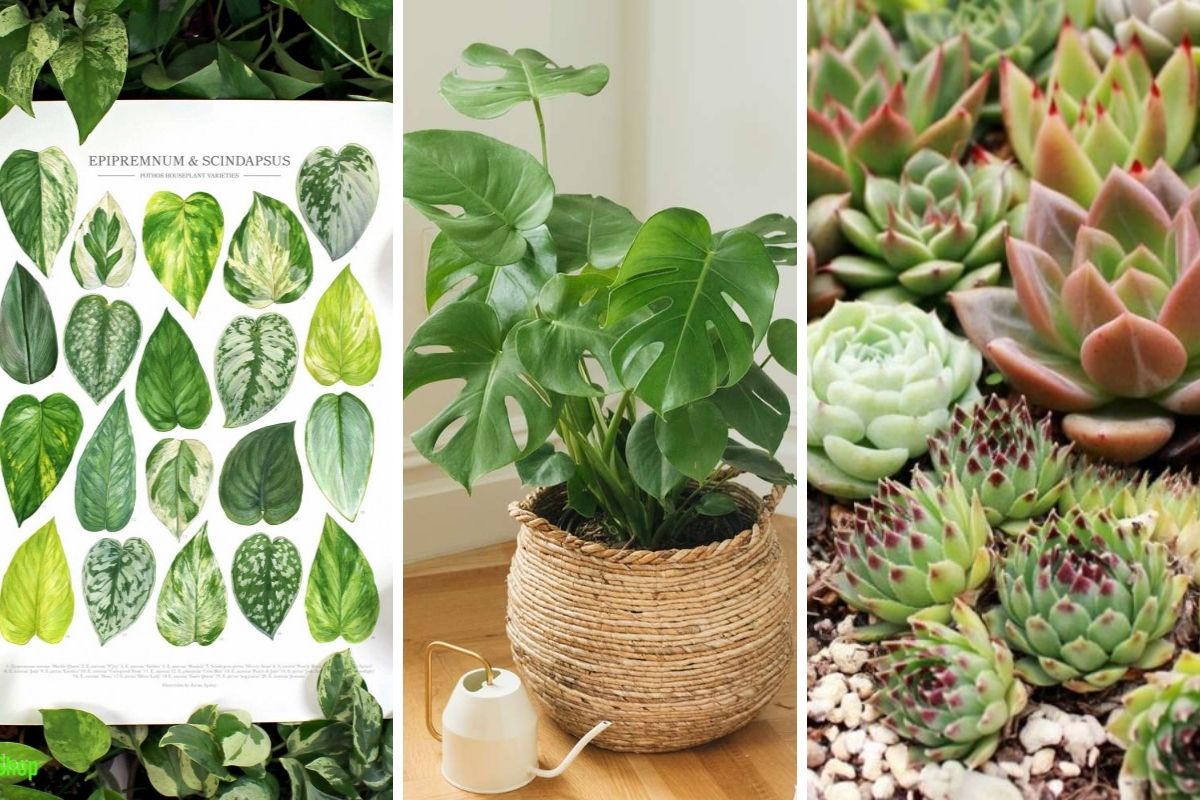 không gian sống - mùa thu - ấm cúng - bảng màu tông ấm - trang trí nhà cửa - luxuo