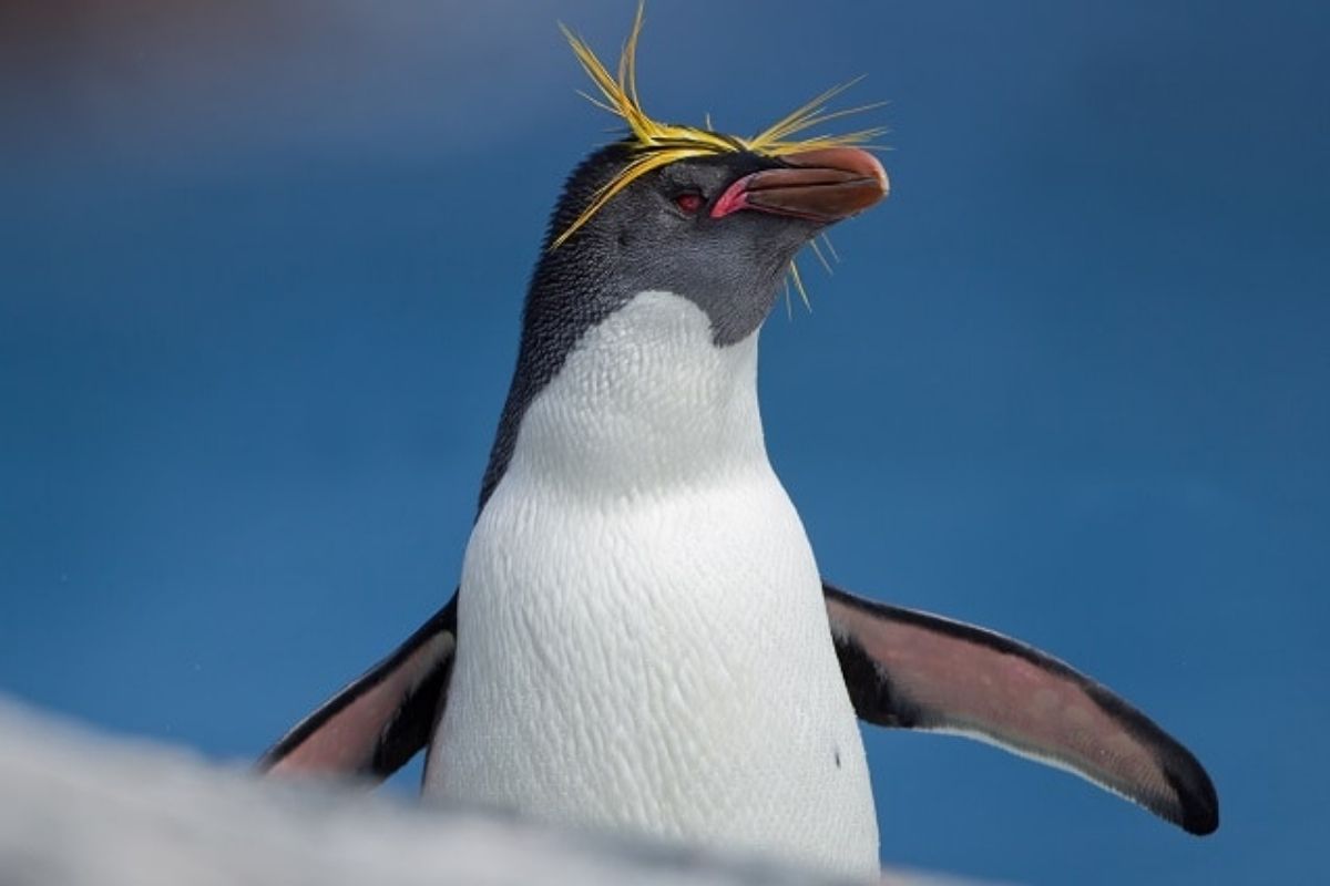 du lịch xa xỉ - trải nghiệm du lịch - tàu hỏa hạng sang, du thuyền 5 sao - mùa lễ hội 2025, nghỉ dưỡng cao cấp - luxuo 17