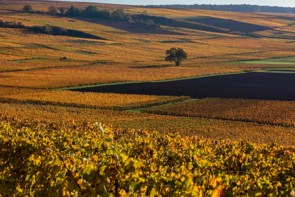 rượu champagne - grower champagne - Champagne thủ công - Champagne cao cấp - sản xuất rượu thủ công - thưởng thức rượu vang - luxuo 3