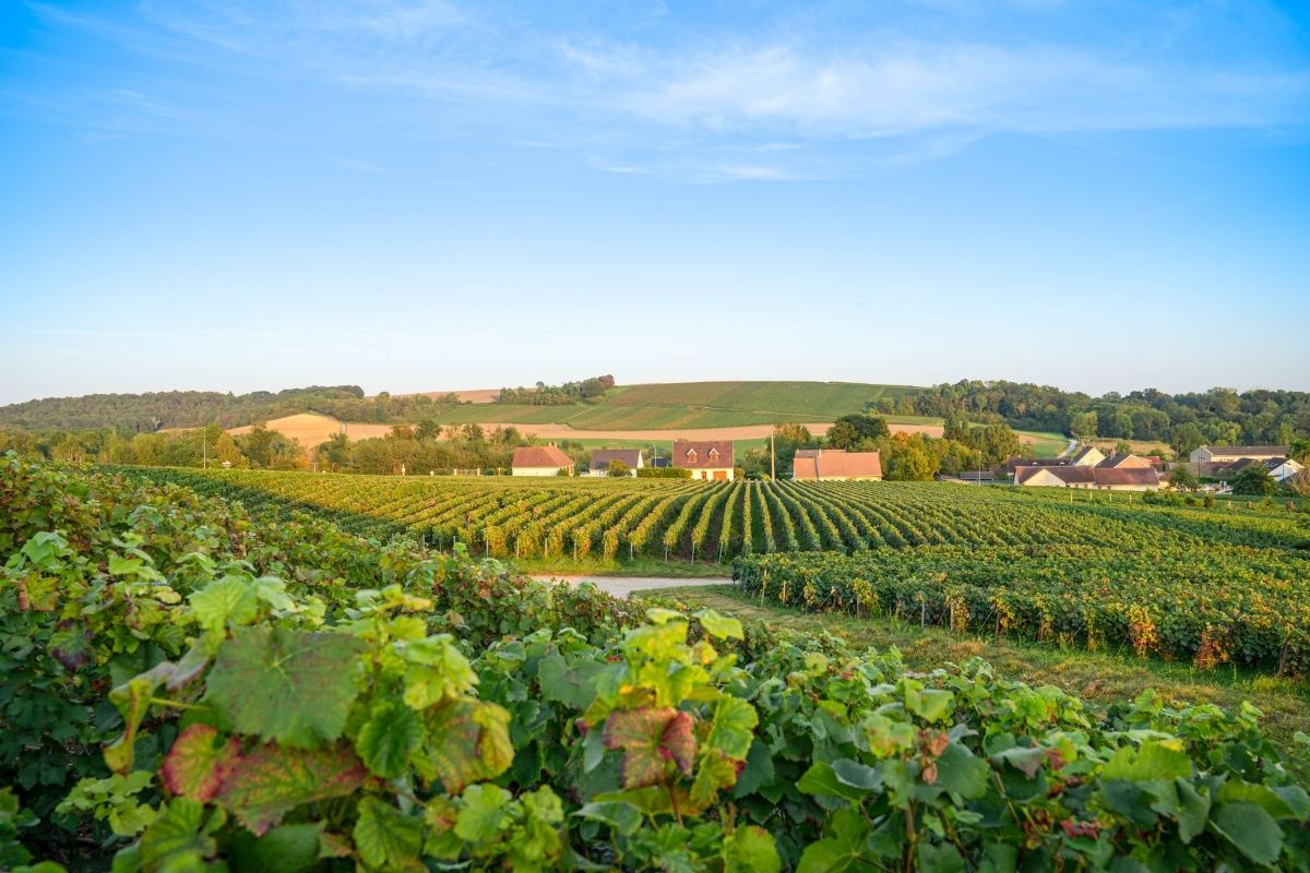 rượu champagne - grower champagne - Champagne thủ công - Champagne cao cấp - sản xuất rượu thủ công - thưởng thức rượu vang - luxuo 8