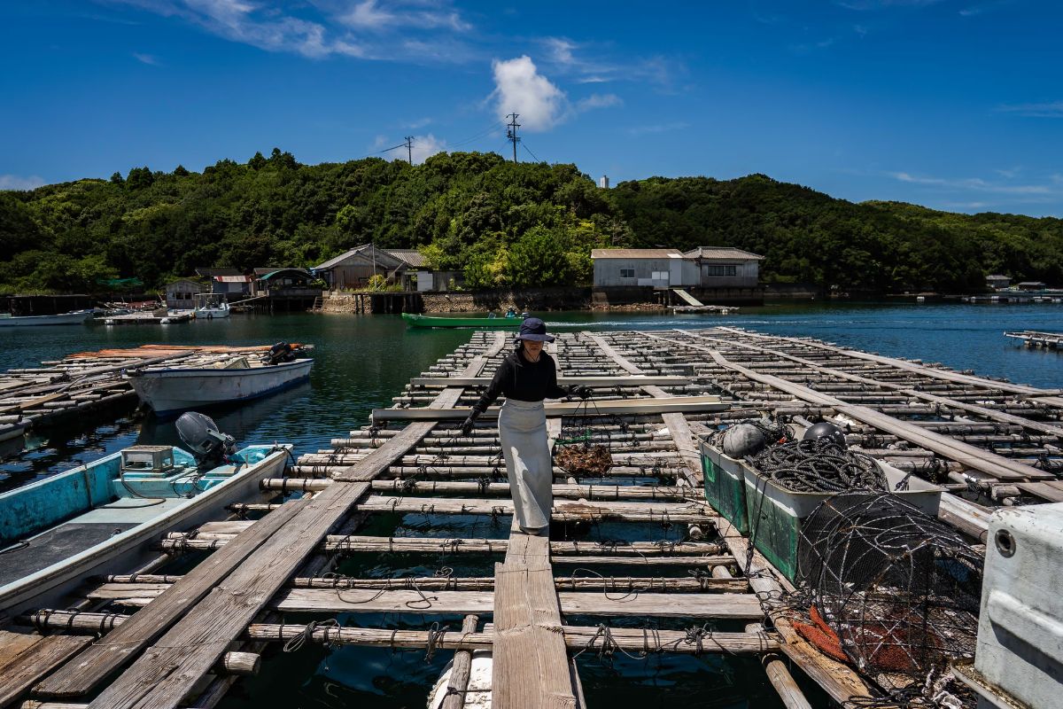 ngọc trai akoya - vịnh Ago Nhật Bản - ngành nuôi cấy ngọc trai - luxuo 10