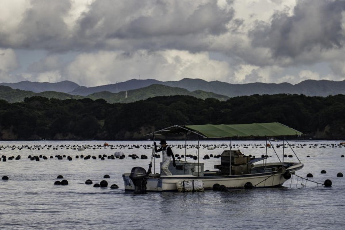 ngọc trai akoya - vịnh Ago Nhật Bản - ngành nuôi cấy ngọc trai - luxuo 11