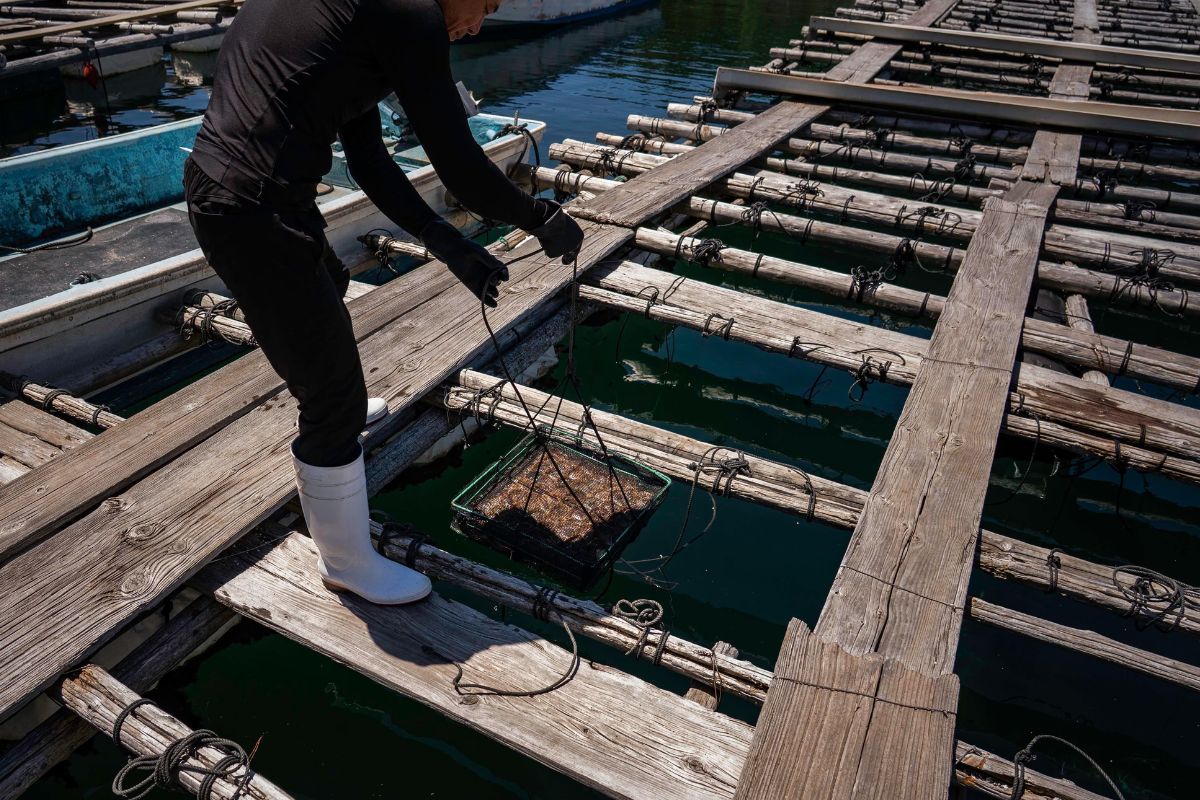 ngọc trai akoya - vịnh Ago Nhật Bản - ngành nuôi cấy ngọc trai - luxuo 12