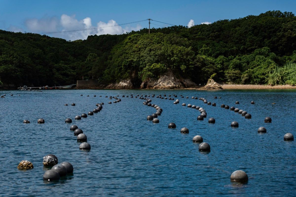 ngọc trai akoya - vịnh Ago Nhật Bản - ngành nuôi cấy ngọc trai - luxuo 13