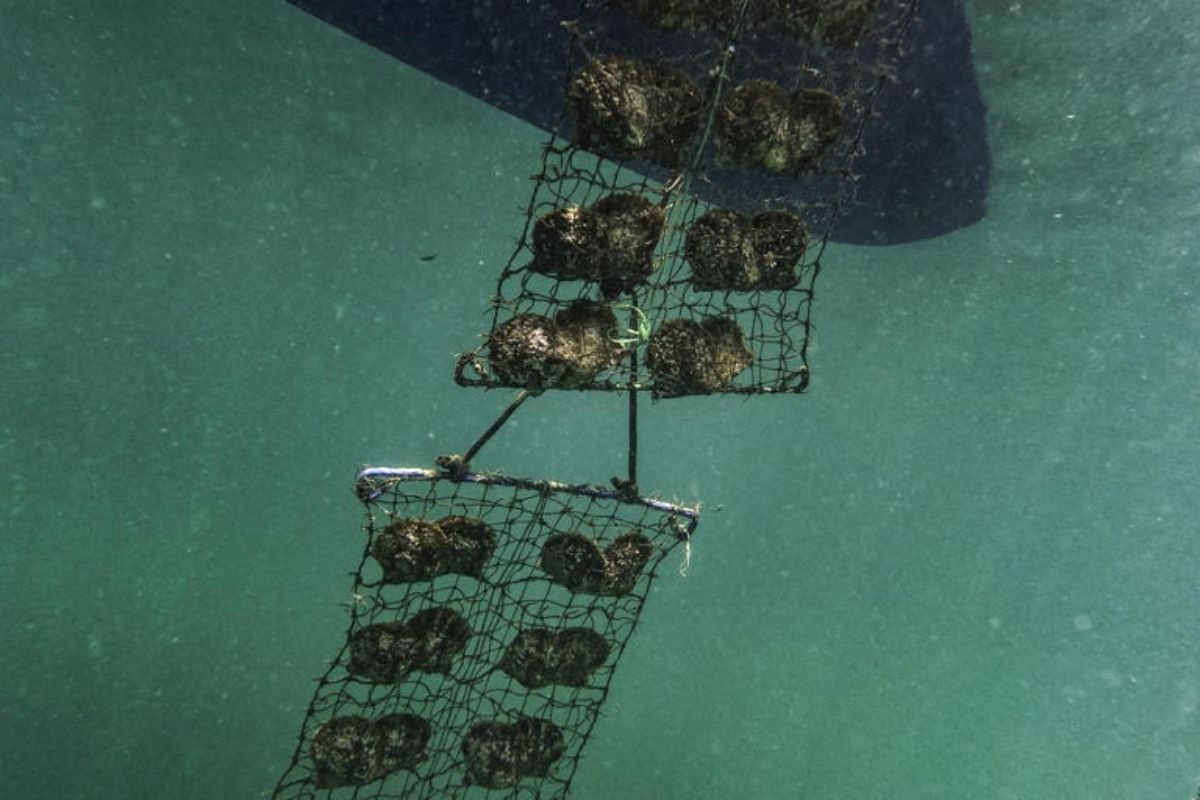 ngọc trai akoya - vịnh Ago Nhật Bản - ngành nuôi cấy ngọc trai - luxuo 19