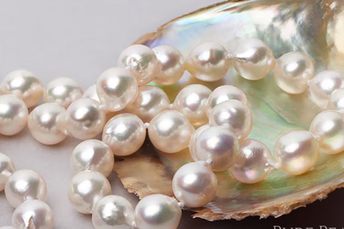 ngọc trai akoya - vịnh Ago Nhật Bản - ngành nuôi cấy ngọc trai - luxuo 3