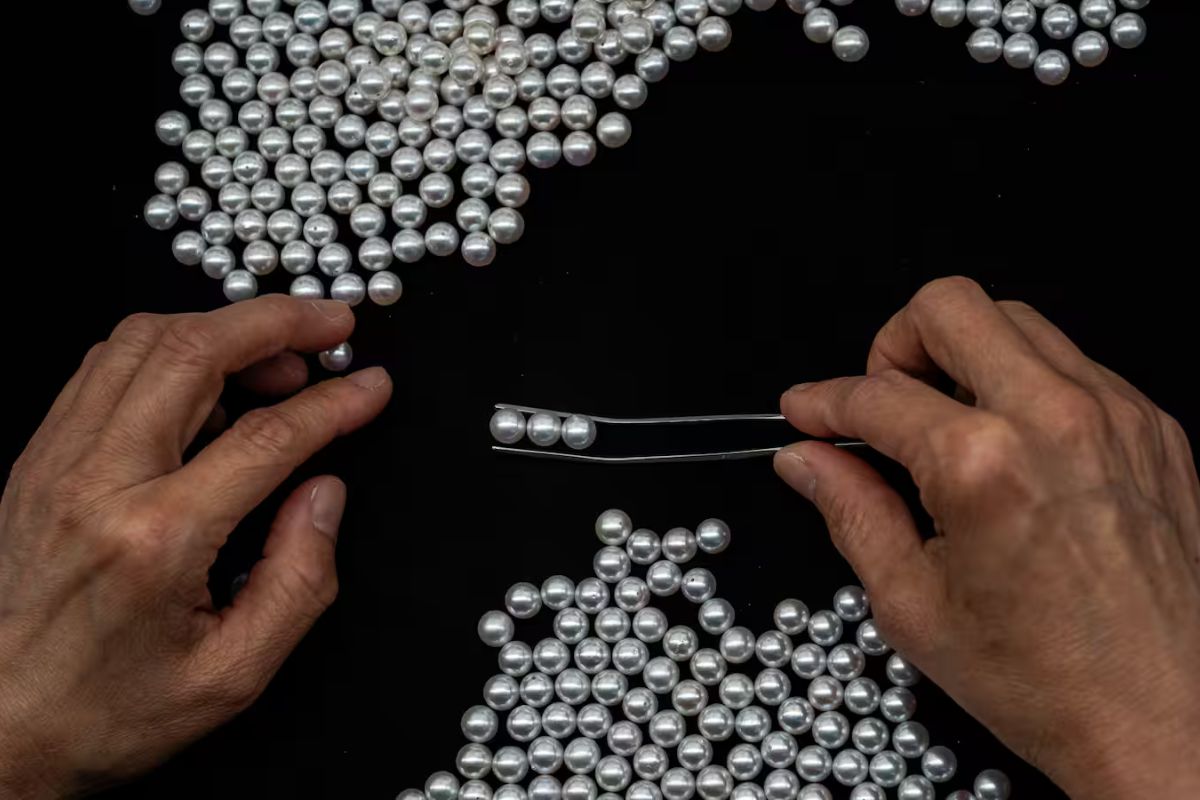 ngọc trai akoya - vịnh Ago Nhật Bản - ngành nuôi cấy ngọc trai - luxuo 4