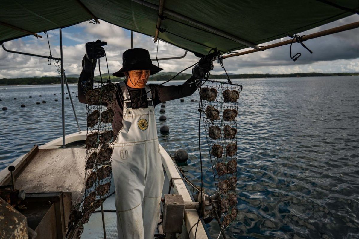 ngọc trai akoya - vịnh Ago Nhật Bản - ngành nuôi cấy ngọc trai - luxuo 5