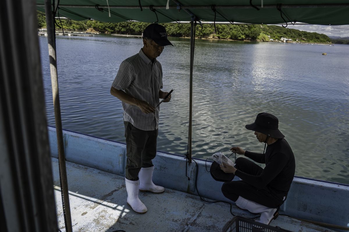 ngọc trai akoya - vịnh Ago Nhật Bản - ngành nuôi cấy ngọc trai - luxuo 7