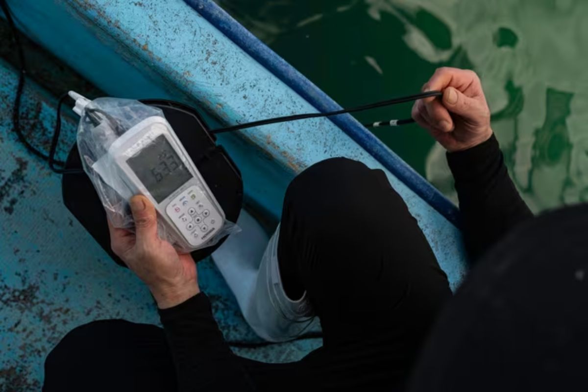 ngọc trai akoya - vịnh Ago Nhật Bản - ngành nuôi cấy ngọc trai - luxuo 8