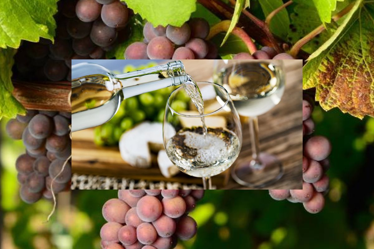 thưởng thức rượu - trải nghiệm vị giác - nghệ thuật uống rượu - luxuo 5